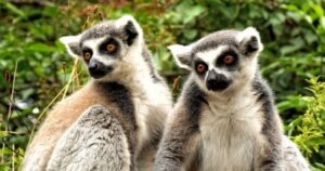 Amber Mountain National Park