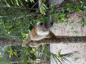 Andasibe National Park