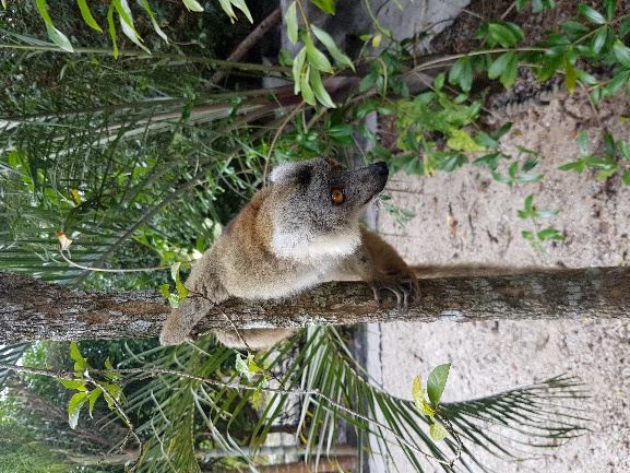 Andasibe National Park