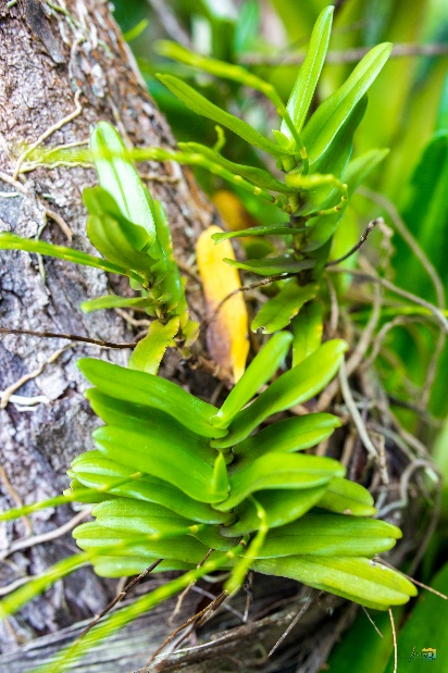 Andasibe National Park