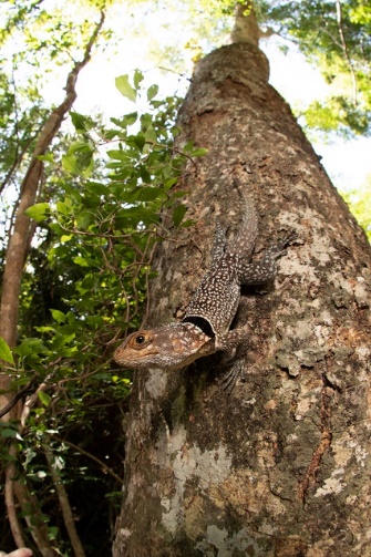 Ankarafantsika National Park