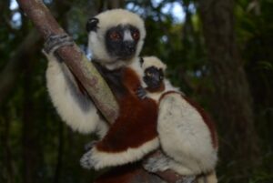Ankarafantsika National Park