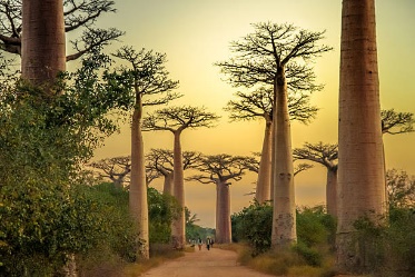 Baobab alley