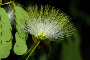 Albizia lebbeck is a species of Albizia. Kirindy forest Madagascar flora