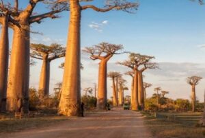 Jour 06 – Morondava