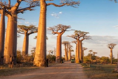 Jour 06 – Morondava