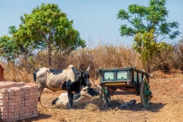 Jour 18 Antsirabe – Antananarivo