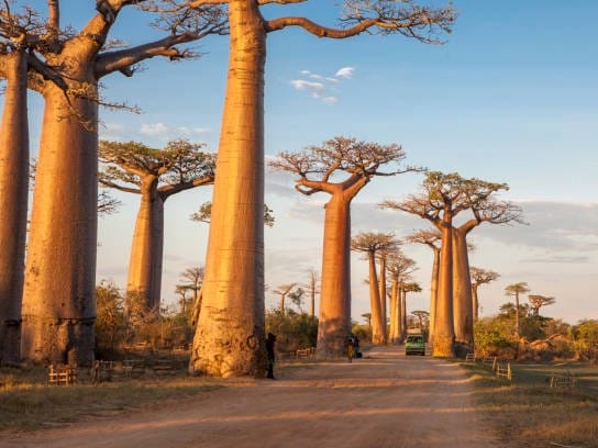 The Avenue of the Baobabs in Morondava