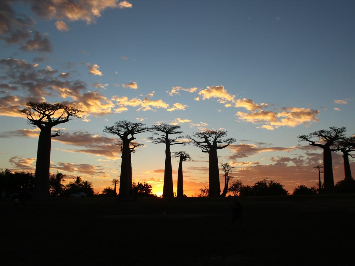Silhouettes of the baobabs on the Avenue of the Baobabs against a sunset sky with orange-tinted clouds.