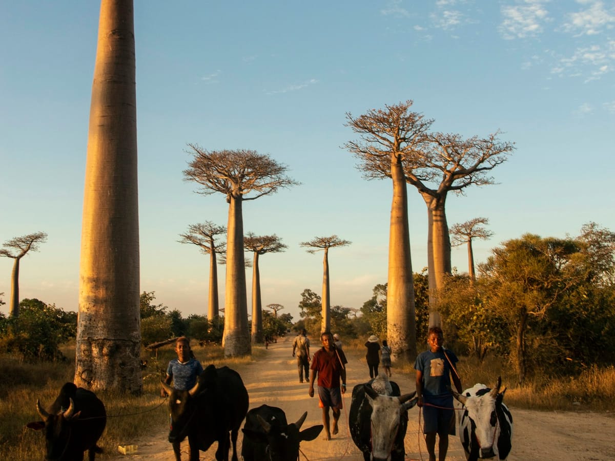 Herders drive zebu cattle along the track of the Avenue of the Baobabs, between the tall trunks, in late afternoon.