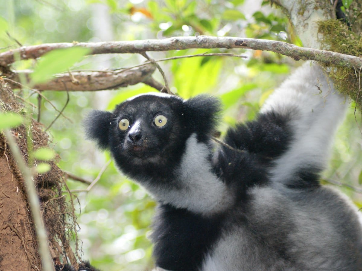Black-and-white indri with yellow eyes perched among the branches of the Andasibe forest.