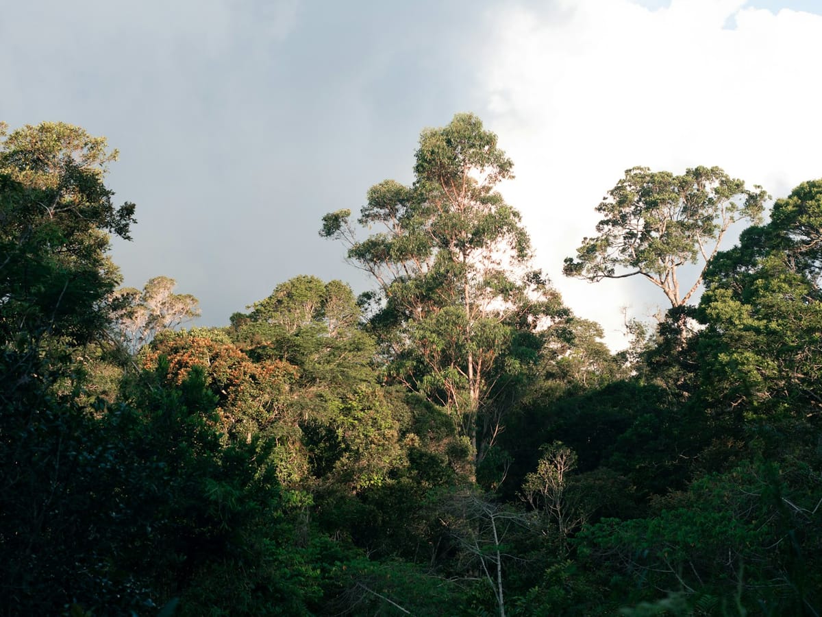 Treetops of the Andasibe rainforest lit by sunshine beneath a sky heavy with grey cloud.