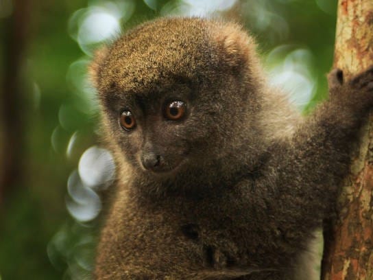 Close-up of a grey bamboo lemur clinging to a tree trunk in the Andasibe rainforest.