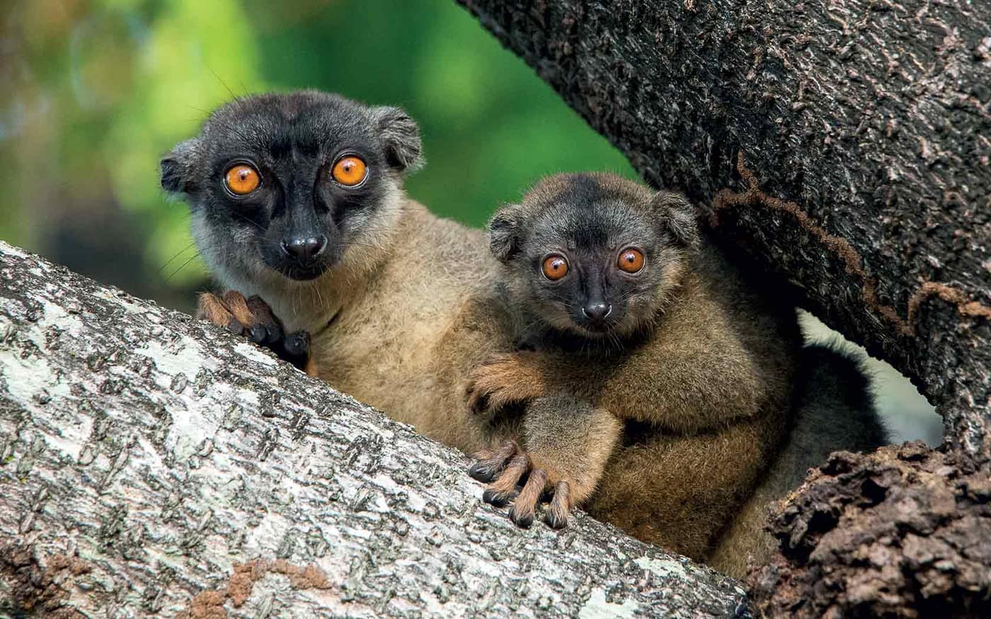 Two orange-eyed brown lemurs, nestled against a tree trunk