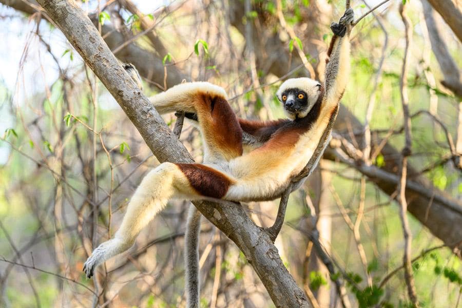 A Coquerel's sifaka, with white and brown fur, resting in the branches