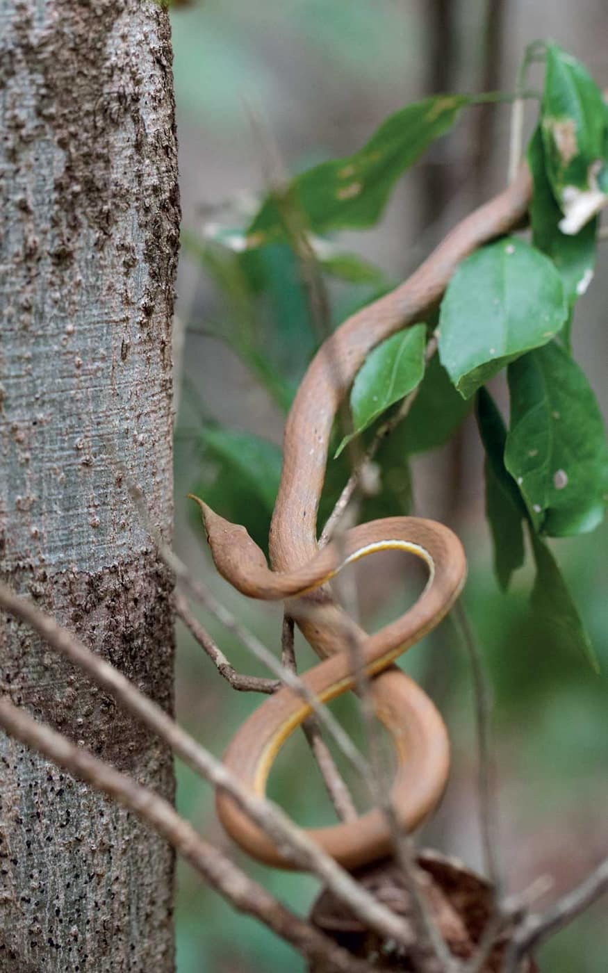 Tree snake coiled around a vine in the dry forest