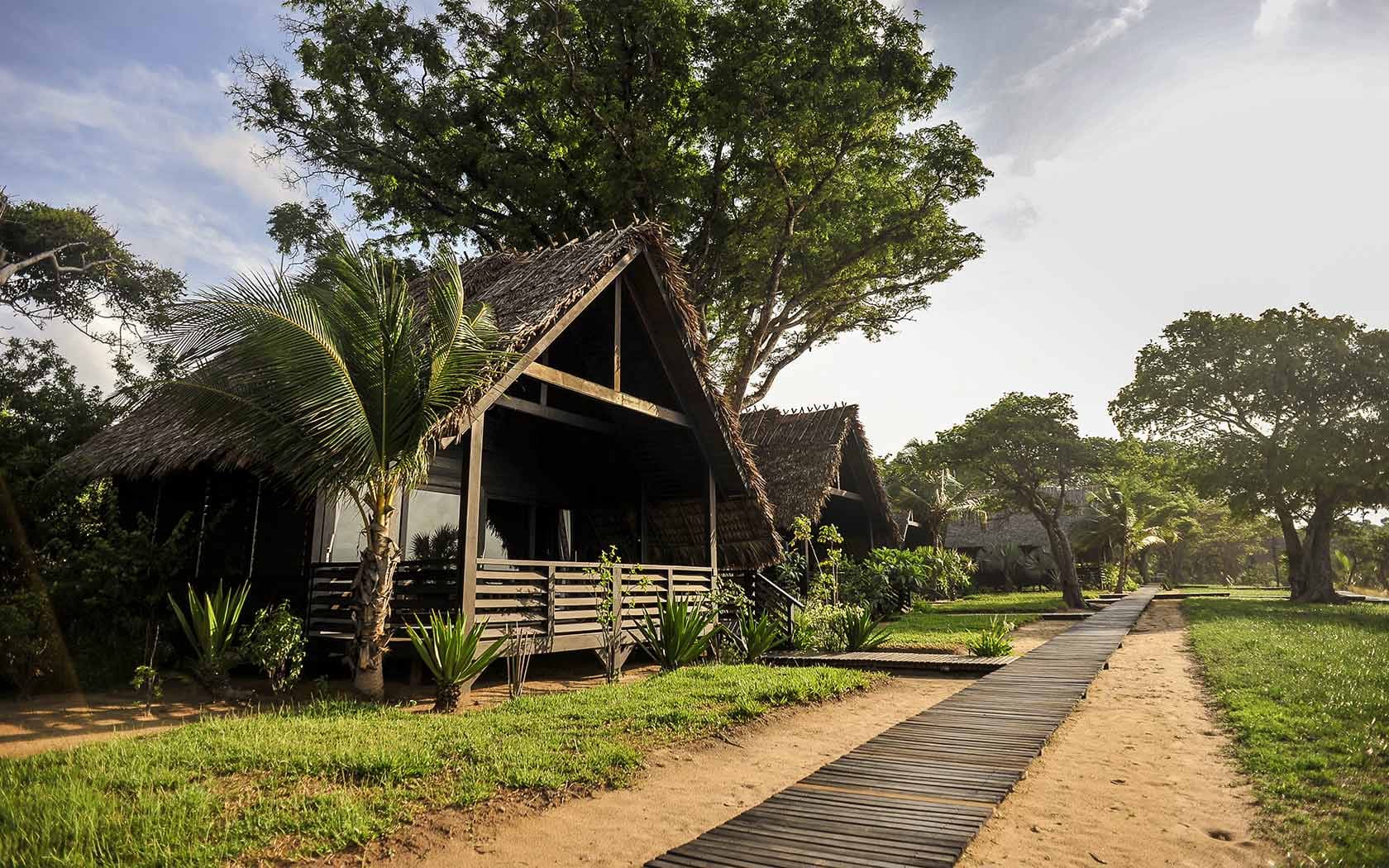 Wooden lodge villa with a thatched roof, beside a boardwalk, among palm trees and tall trees