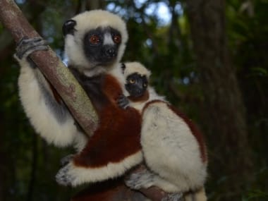 An adult Coquerel's sifaka and a young one clinging to a branch in the forest of Ankarafantsika National Park.