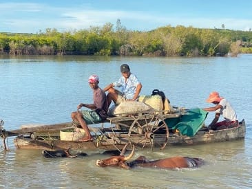 A cart resting on a pirogue with three men aboard and two zebu swimming ahead, near Antsanitia.