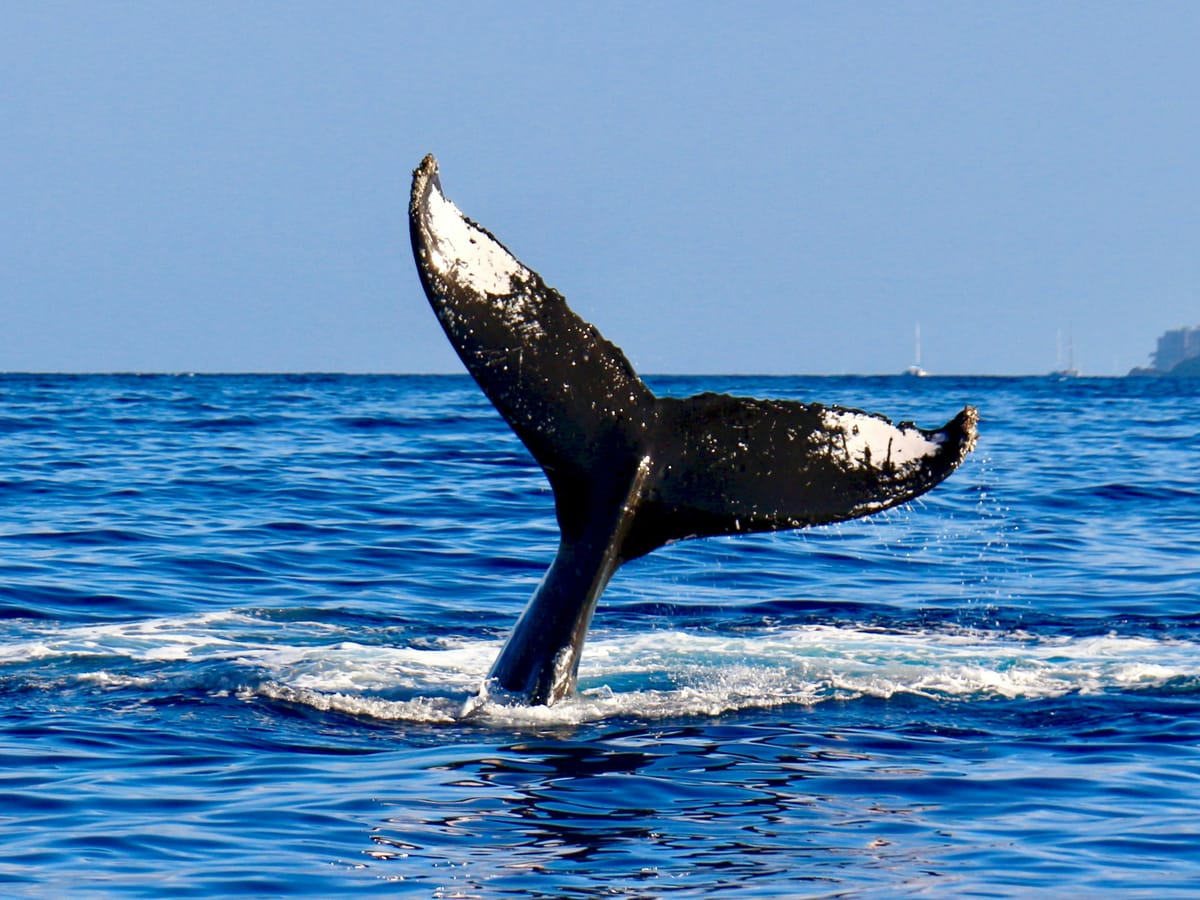 A humpback whale's tail raised out of the water before a dive, on a deep blue sea.