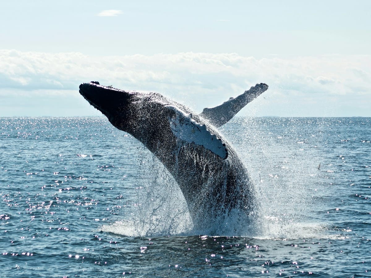 A humpback whale bursting out of the ocean in a shower of spray, its long white pectoral fin outstretched.