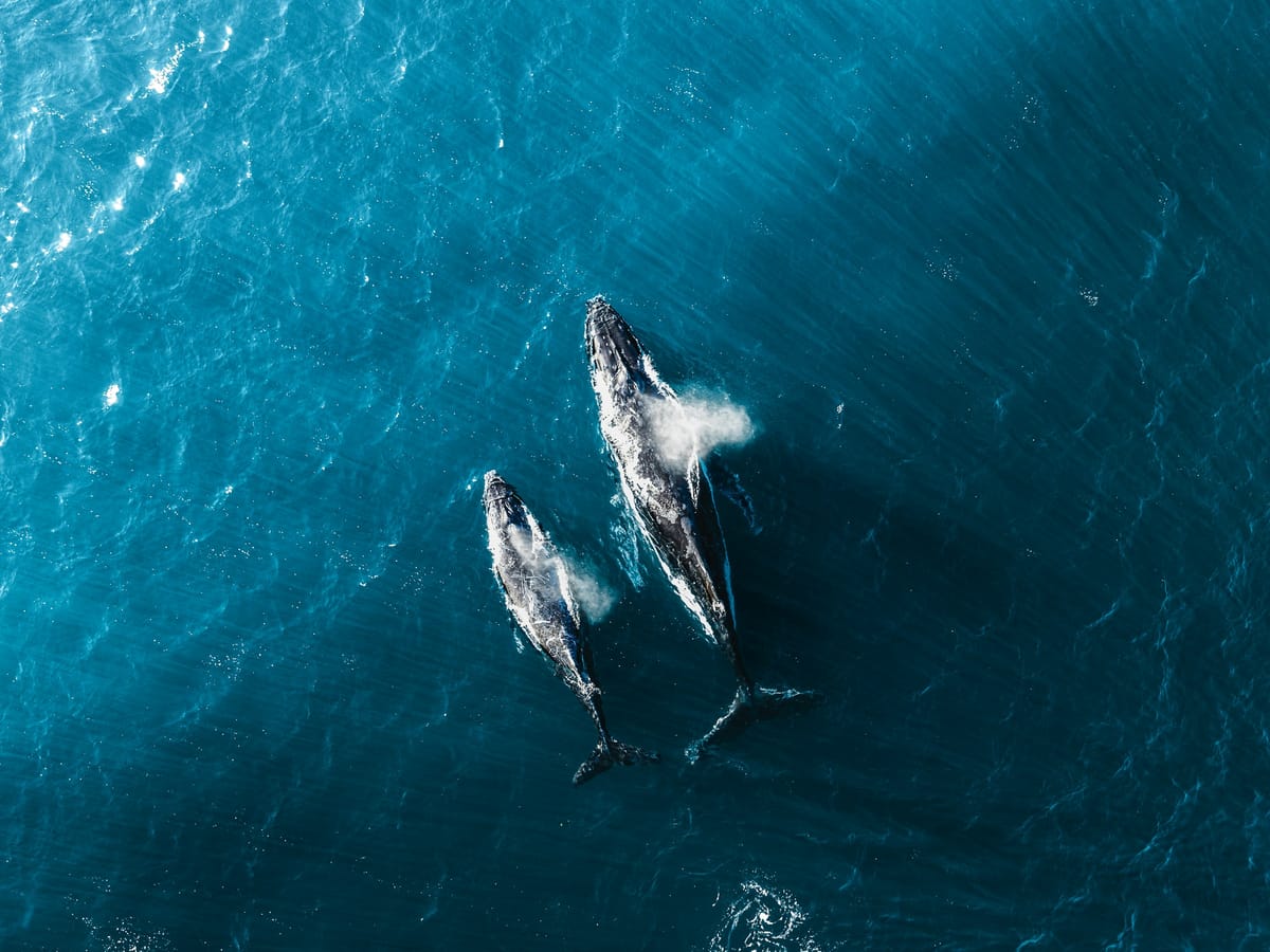 Aerial view of two humpback whales, one large and one smaller, swimming side by side in turquoise-blue water.
