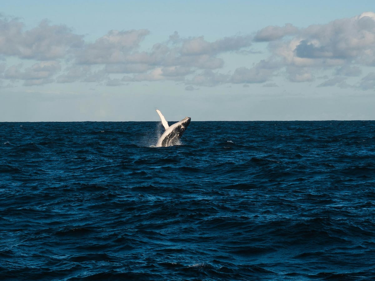 A humpback whale breaching in the distance, pectoral fin raised, on a dark, choppy sea beneath a cloudy sky.