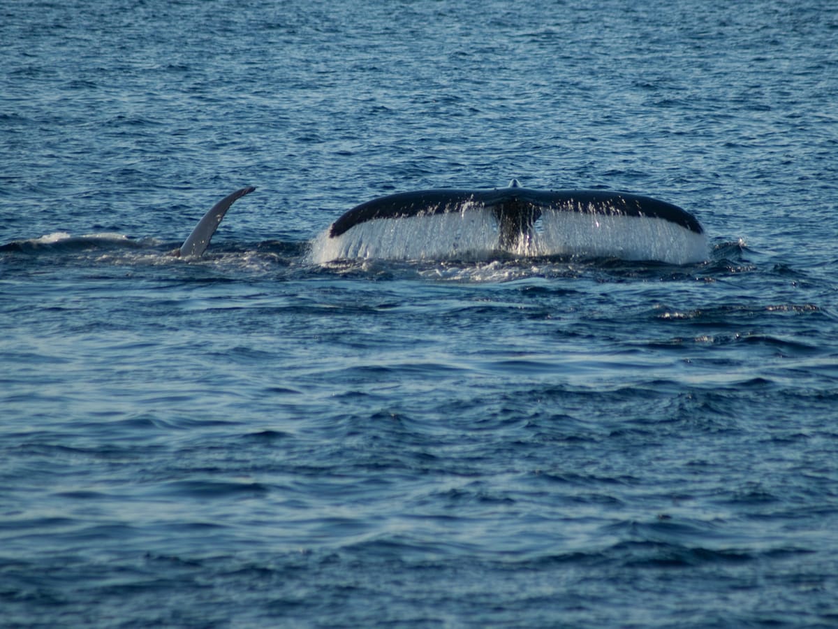 A humpback whale's tail streaming with water as it dives, with a fin breaking the surface a little further away.