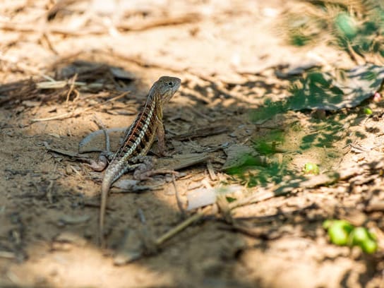 Small spotted lizard resting on shaded sandy ground among dry leaves at Bekopaka.