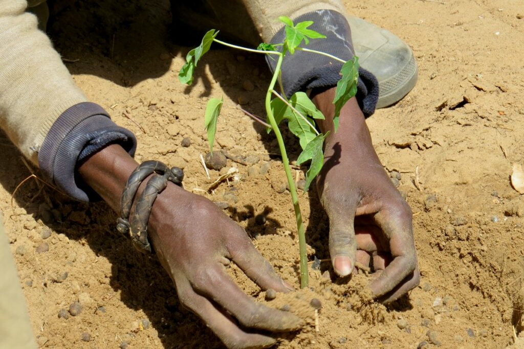 Hands planting a young tree in the soil