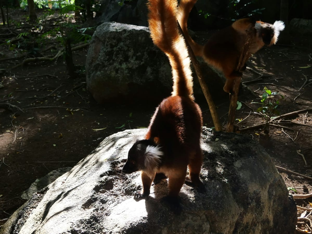 Two female black lemurs, with brown coats and white ear tufts, on a rock in the undergrowth at Nosy Komba.