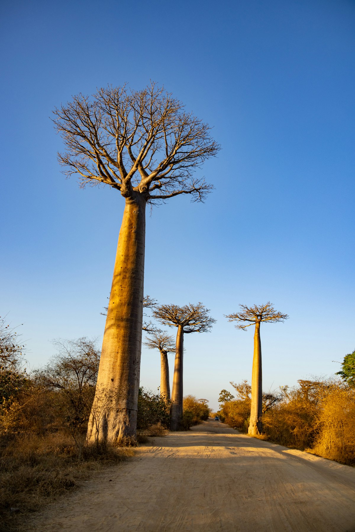 Avenue of the Baobabs, Morondava