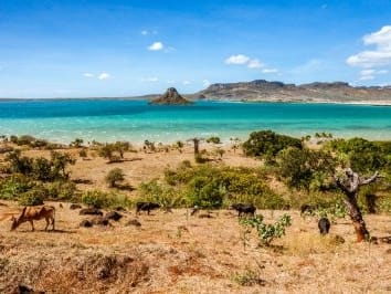 Zebu grazing in dry scrubland beside the turquoise bay of Diego Suarez, with the Sugar Loaf islet beyond.