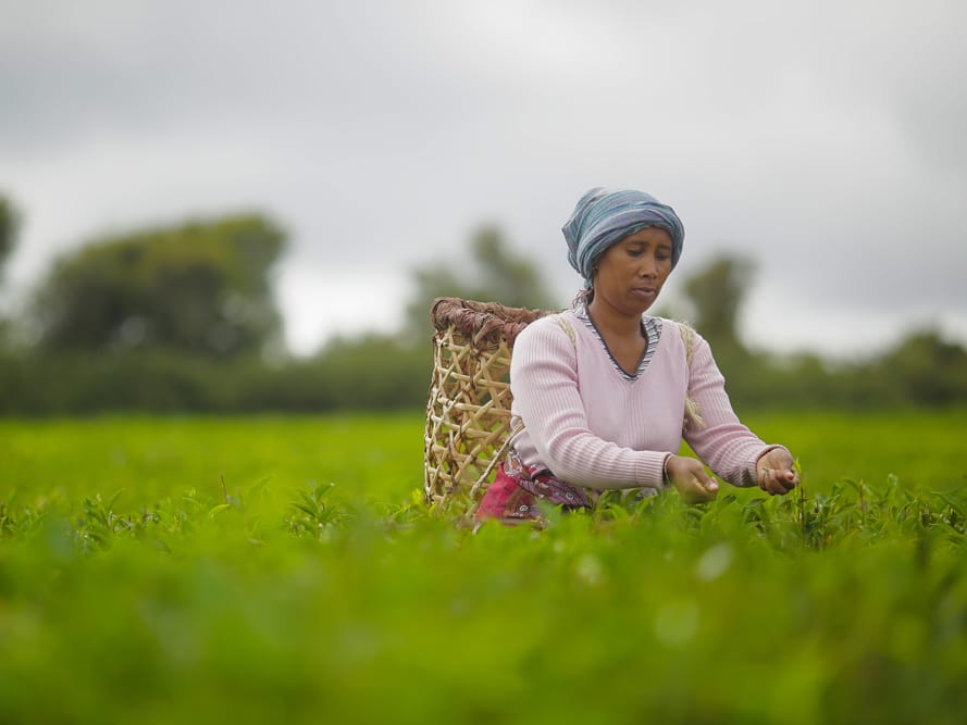 Tea picker with a woven basket on her back, bending over the bushes of a plantation near Fianarantsoa.