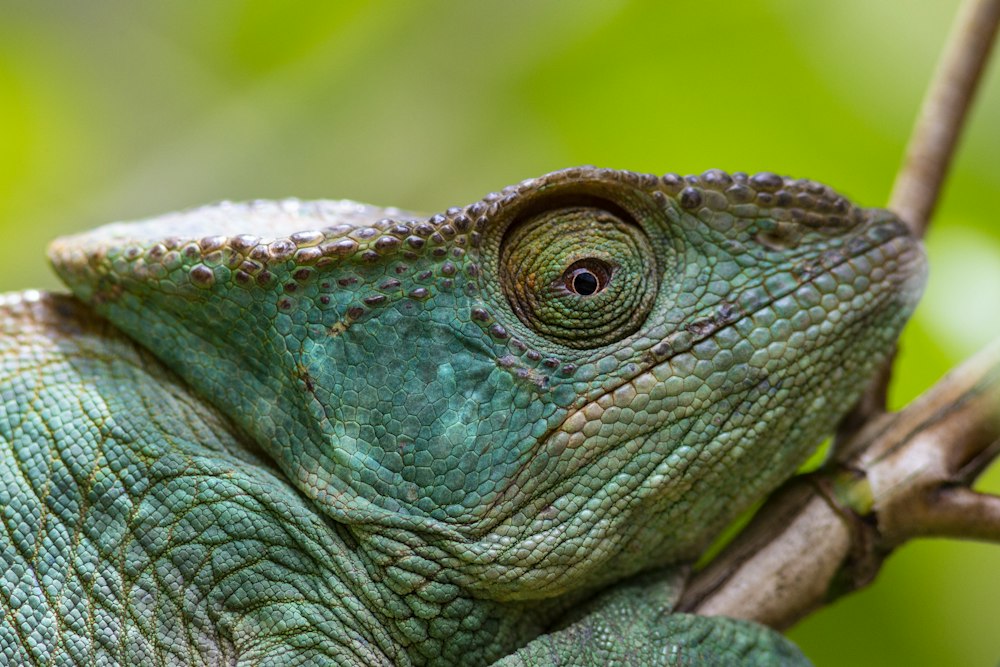 Close-up of a turquoise panther chameleon on a branch, a species endemic to Madagascar