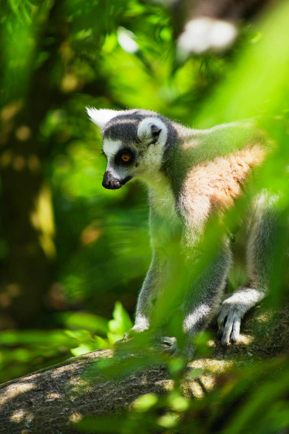 Ring-tailed lemur (maki) with orange eyes among green foliage