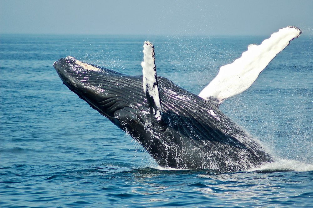 Humpback whale breaching from the blue ocean, as seen off Sainte-Marie from July to September