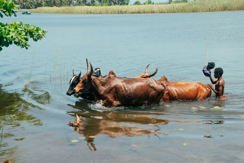 Zebu swimming across the Pangalanes Canal, guided by their herder