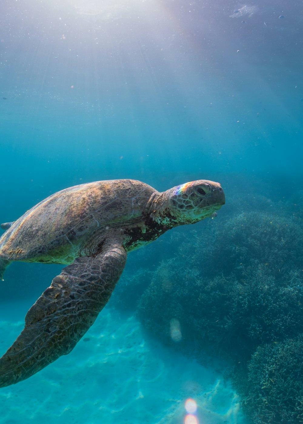 Green turtle swimming over the coral reef in turquoise water pierced by sunbeams