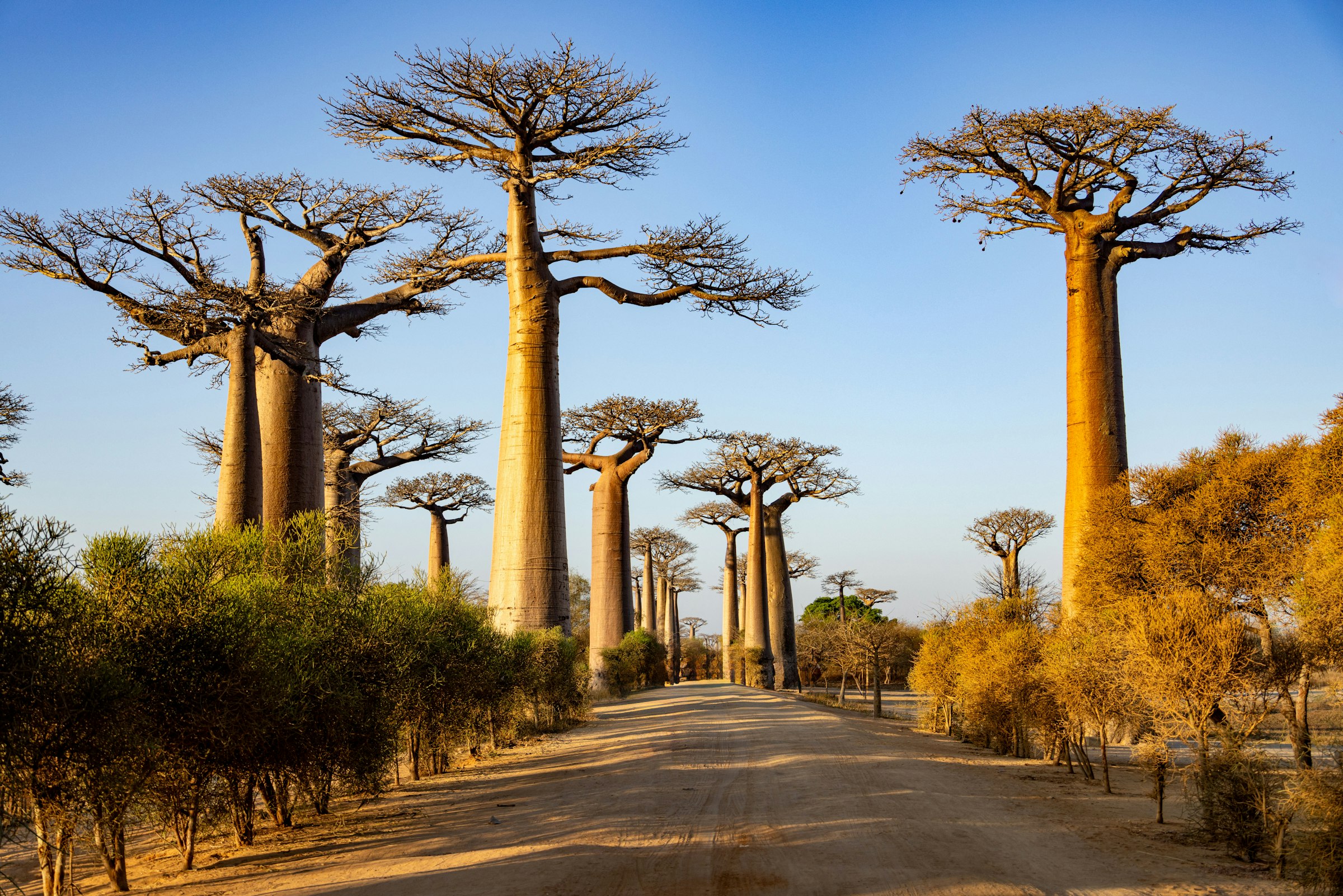 The Avenue of the Baobabs in Morondava