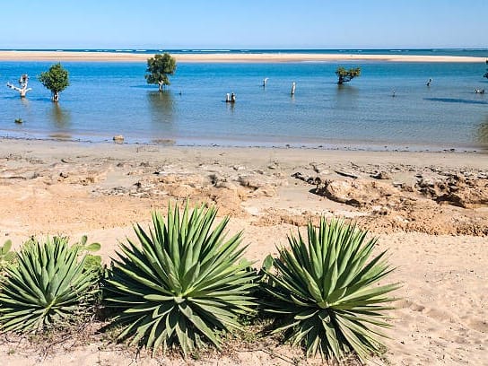 Agave plants in the foreground on Ifaty beach, facing a shallow lagoon dotted with mangrove trees.