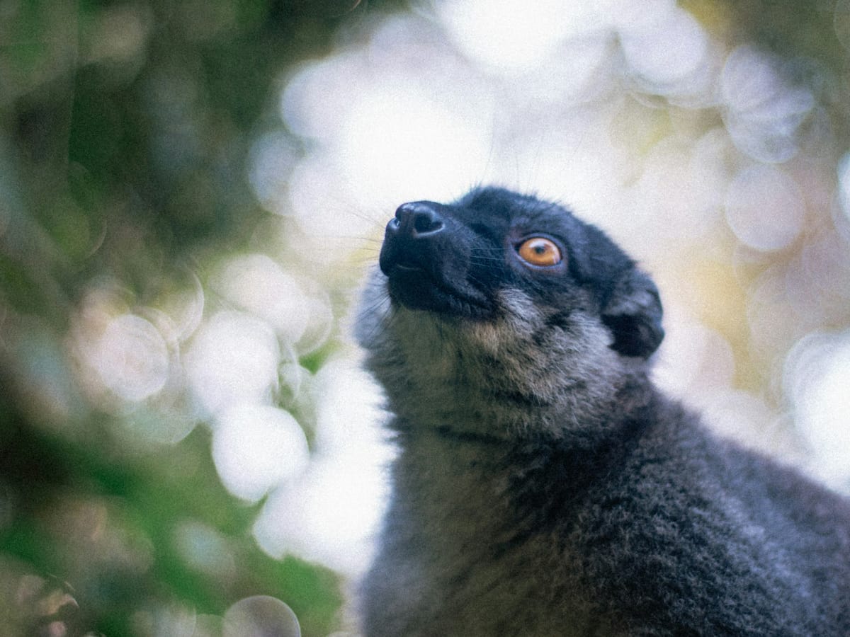 A common brown lemur with dark grey fur and orange eyes looking up in the Andasibe forest.