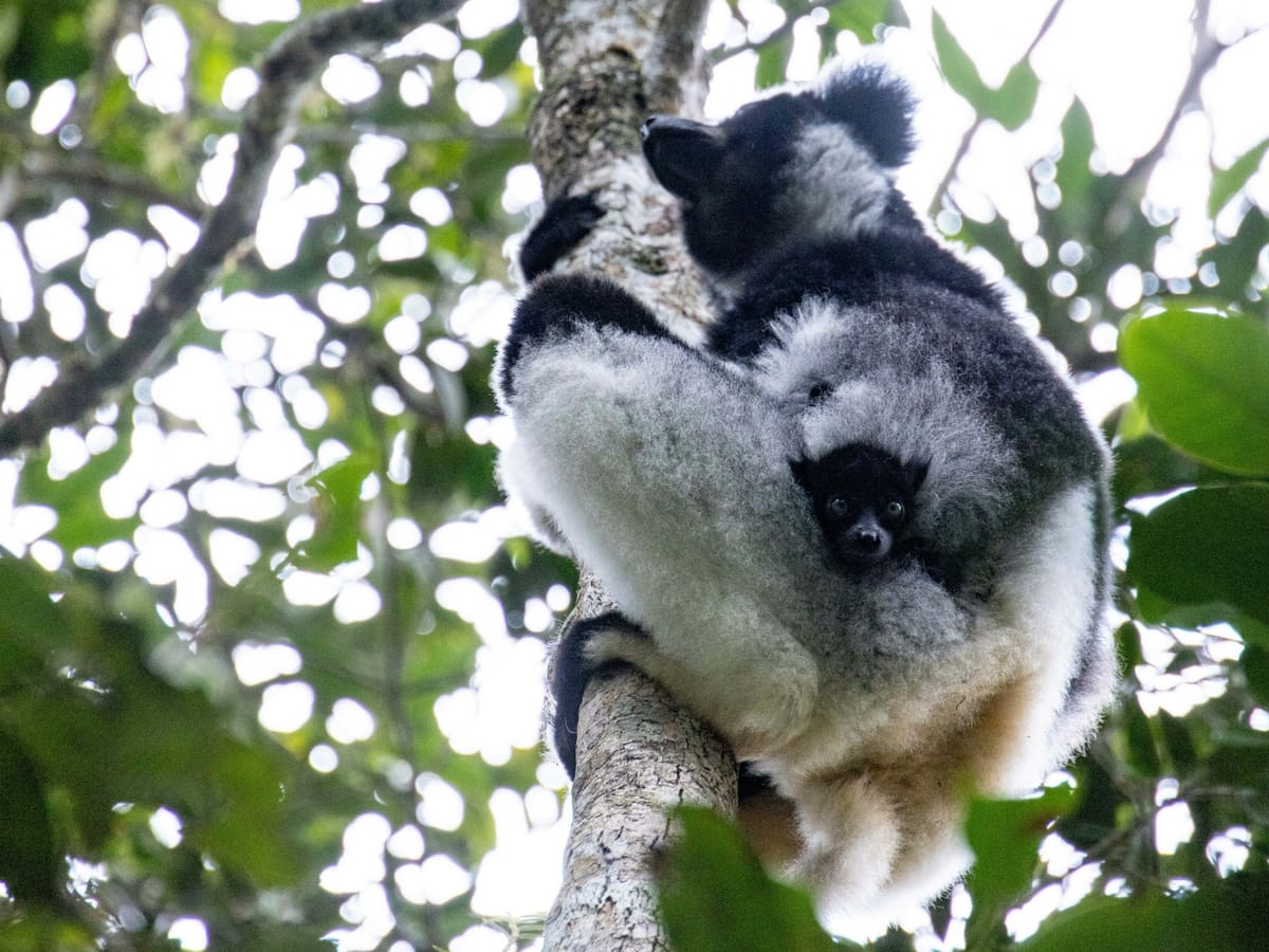 An indri with black and white fur clinging to a trunk, its baby tucked against its belly, in the Malagasy rainforest.