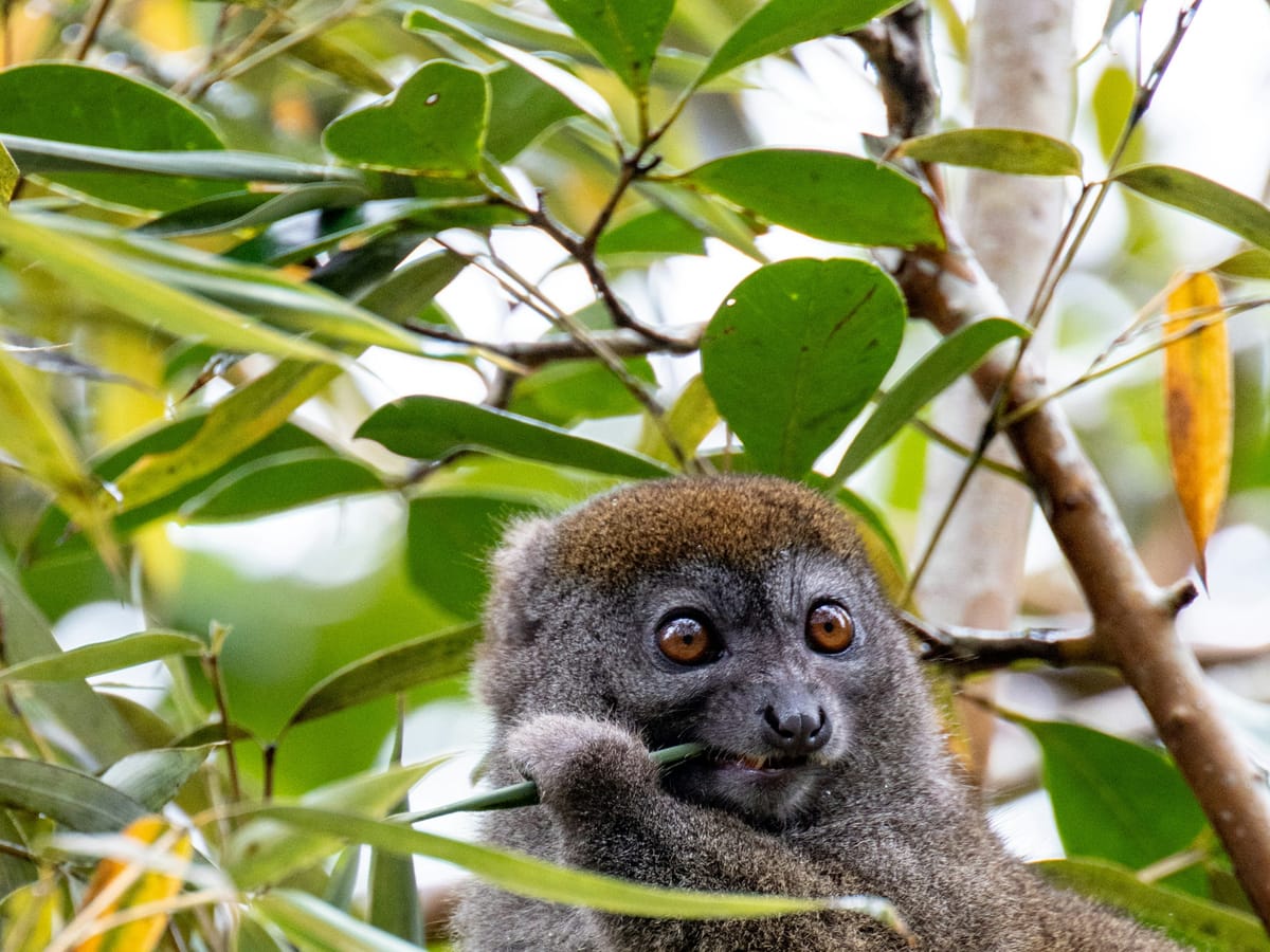 A bamboo lemur with grey-brown fur chewing a stem among the leaves, in Madagascar.