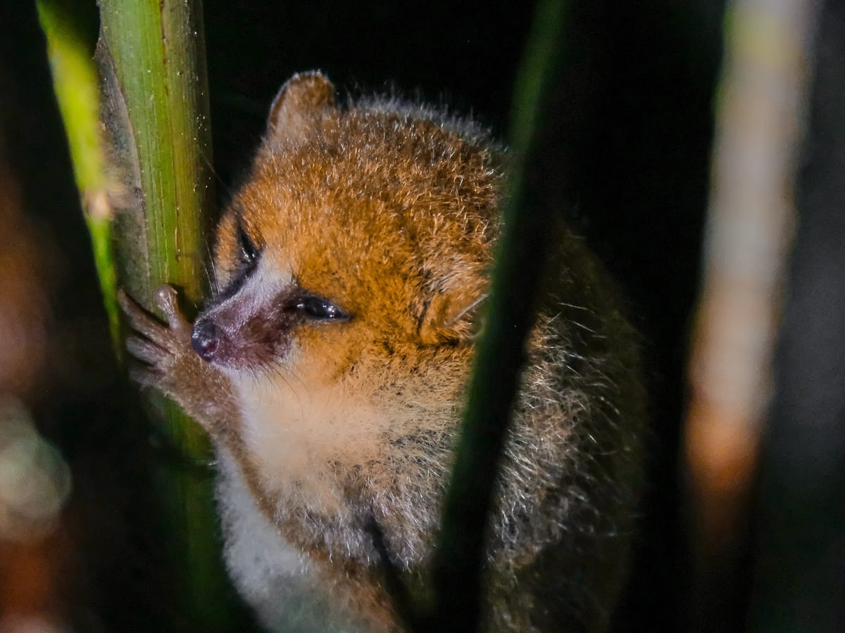 A mouse lemur with russet fur gripping a stem in the half-light, one of Madagascar's nocturnal lemurs.