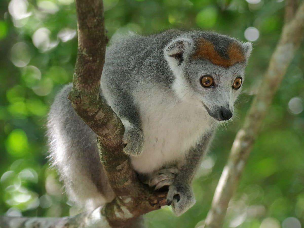 A crowned lemur with grey fur and an orange crown, gripping a branch in the forest.