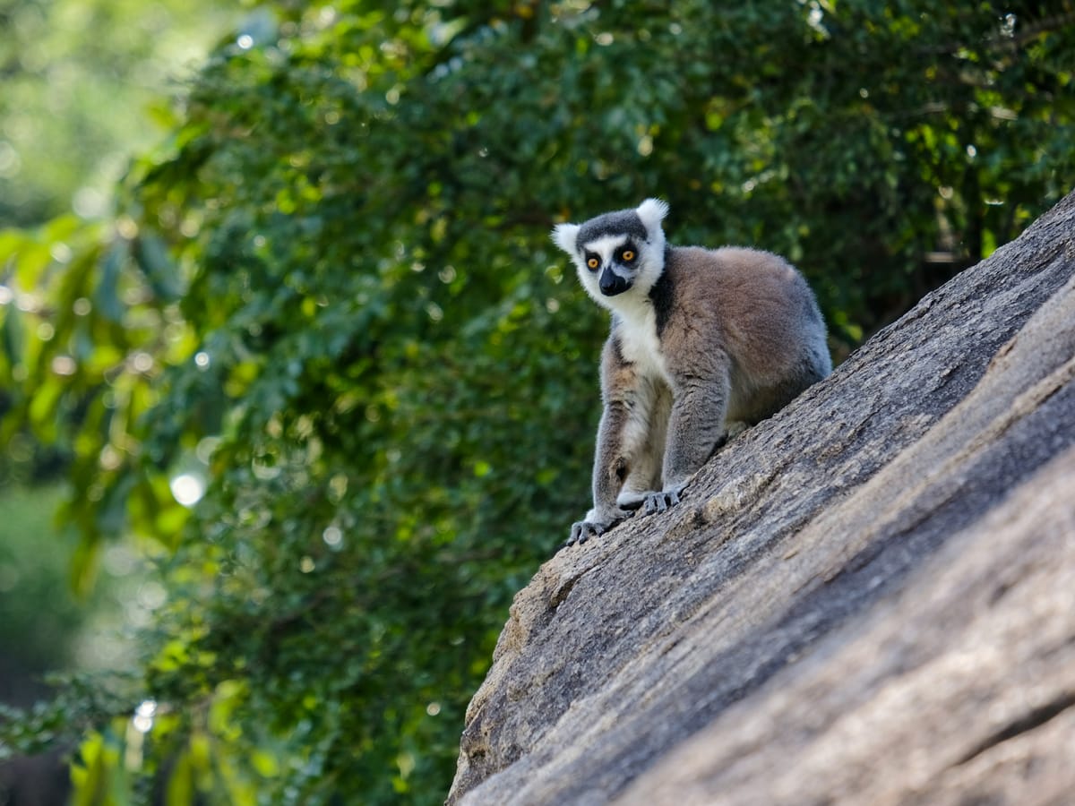 A ring-tailed lemur with orange eyes on all fours on a sloping rock in front of the foliage, in Madagascar.
