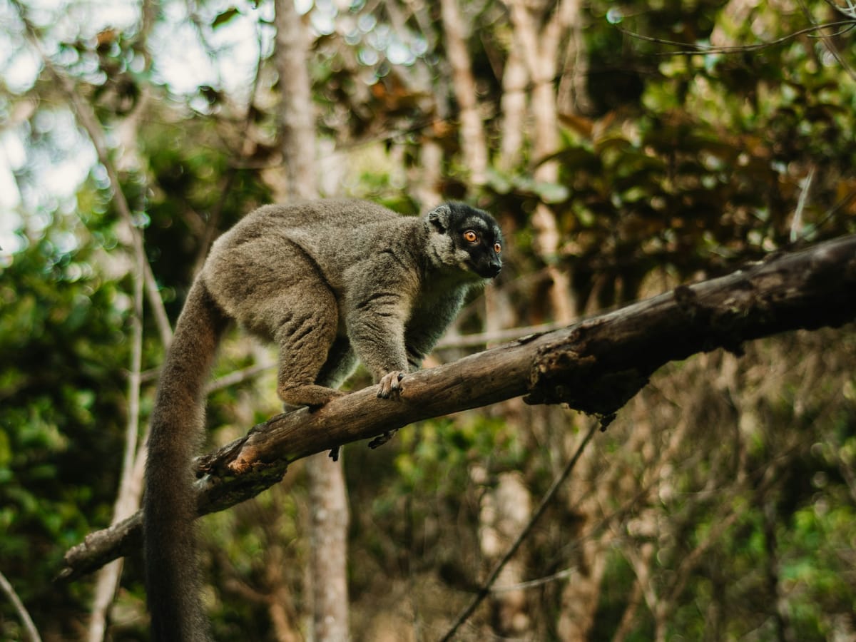 A common brown lemur with grey-brown fur and orange eyes making its way along a dead branch in the Andasibe forest.