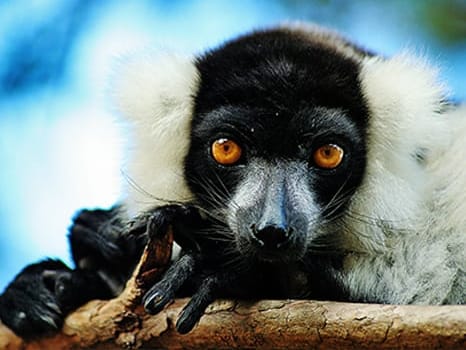 Close-up of a black-and-white ruffed lemur with orange eyes, its paws resting on a branch, at Lemurs' Park.