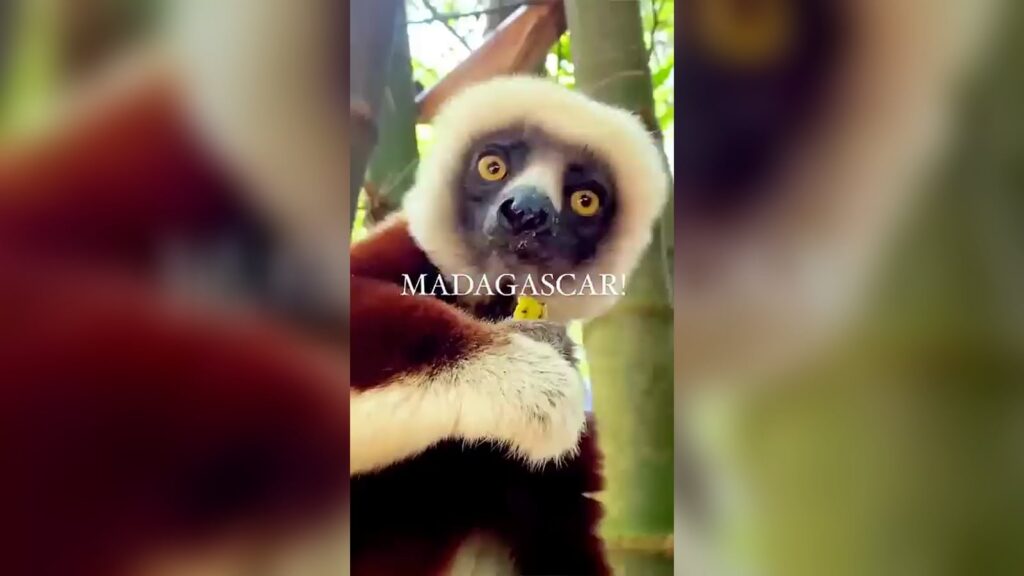 An orange-eyed sifaka clinging to a tree trunk, beneath the word “Madagascar!”